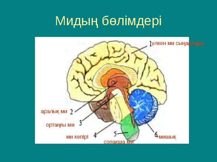 Барлық көршілер менің әйелімді сиқырлайды Барлық көршілер менің әйелімді сиқырлайды