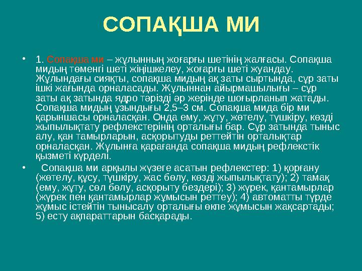 • 1. Сопақша ми – жұлынның жоғарғы шетінің жалғасы. Сопақша мидың төменгі шеті жіңішкелеу, жоғарғы шеті жуандау. Жұлындағы с