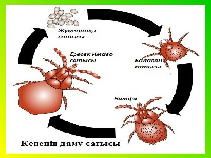 Колготкиден үлкен бөксе порно Хардкор ебля үлкен әтештер видео