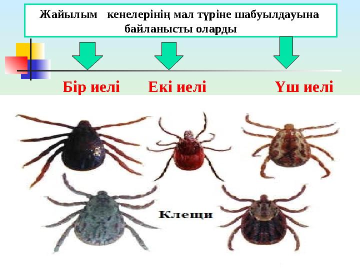 Бір иелі Екі иелі Үш иеліЖайылым кенелерінің мал түріне шабуылдауына