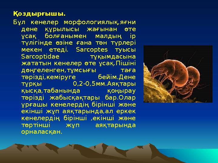 Қоздырғышы. Бұл кенелер морфологиялық,яғни дене құрылысы жағынан өте ұсақ болғанымен малдың ір түлігінде өзіне ғана