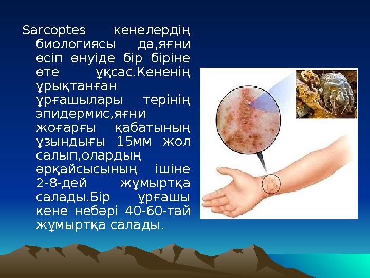 Sarcoptes кенелердің биологиясы да,яғни өсіп өнуіде бір біріне өте ұқсас.Кененің ұрықтанған ұрғашылары терінің эпид