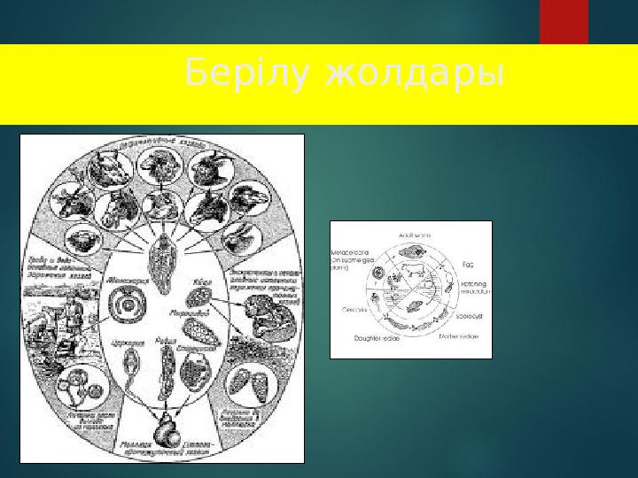 Берілу жолдары