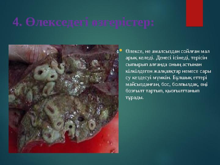 4. Өлекседегі өзгерістер:  Өлексе, не амалсыздан сойлған мал арық келеді. Денесі ісінеді, терісін сыпырып алғанда оның астын
