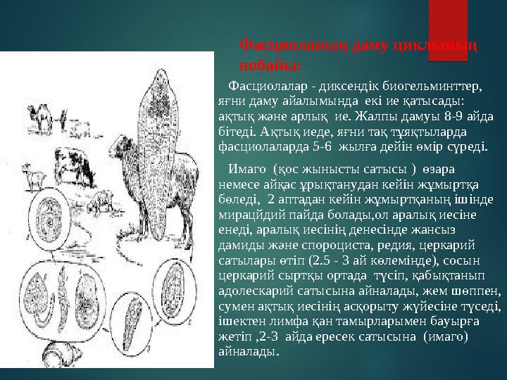 Фасциоланың даму циклының нобайы: Фасциолалар - диксендік биогельминттер, яғни даму айалымында екі ие қатыса