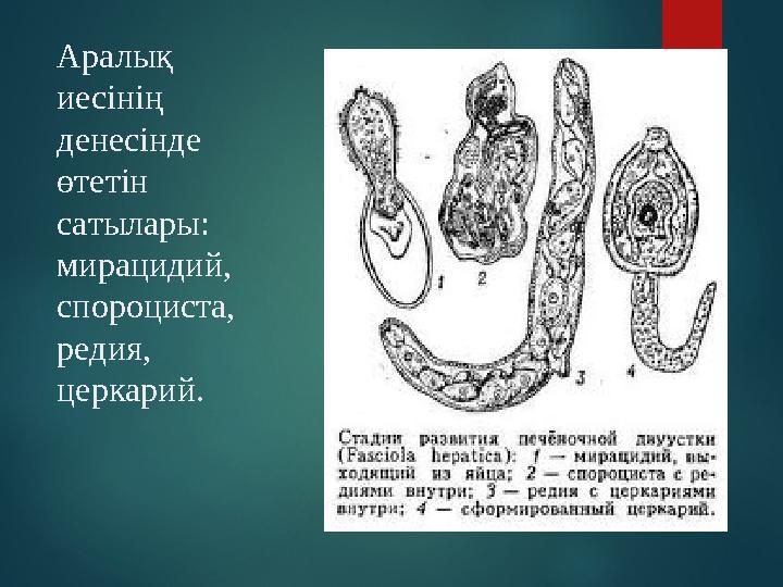 Аралық иесінің денесінде өтетін сатылары: мирацидий, спороциста, редия, церкарий.