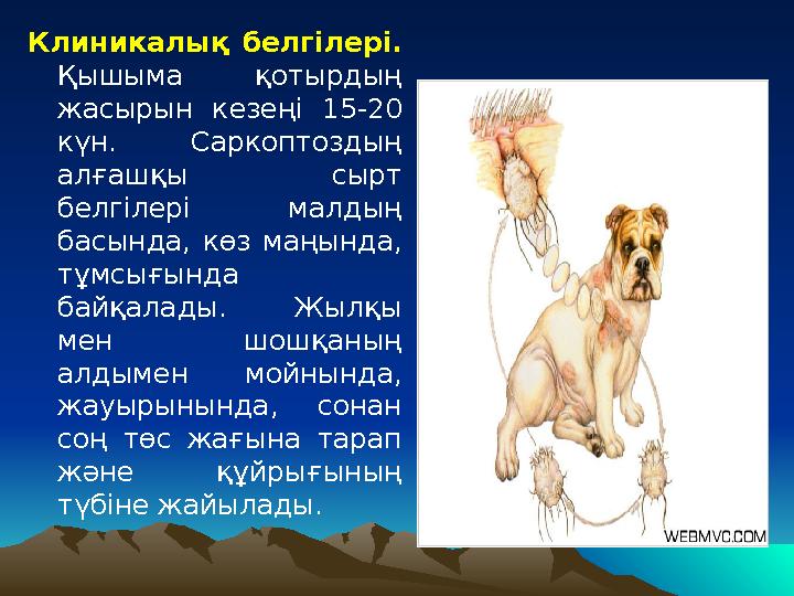 Клиникалық белгілері. Қышыма қотырдың жасырын кезеңі 15-20 күн. Саркоптоздың алғашқы сырт белгілері малдың басында,