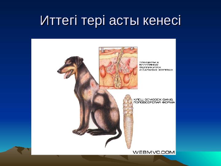 Иттегі тері асты кенесіИттегі тері асты кенесі