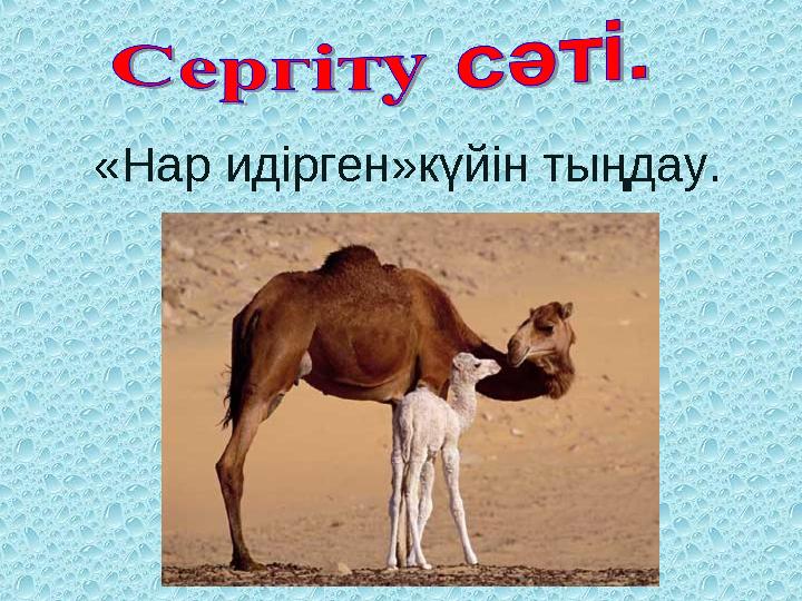 «Нар идірген»күйін тыңдау.