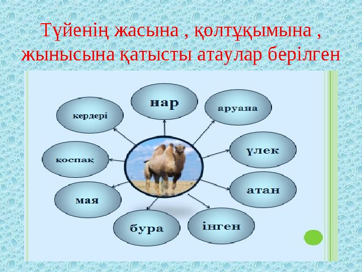 Түйенің жасына , қолтұқымына , жынысына қатысты атаулар берілген