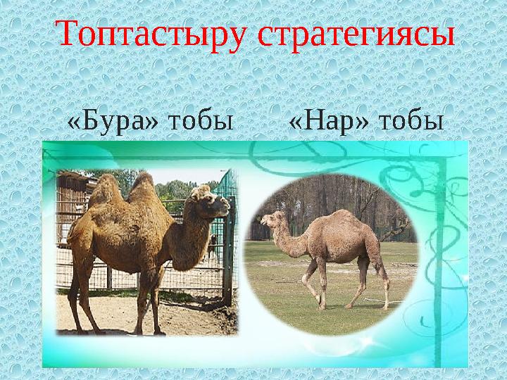 Топтастыру стратегиясы «Бура» тобы «Нар» тобы