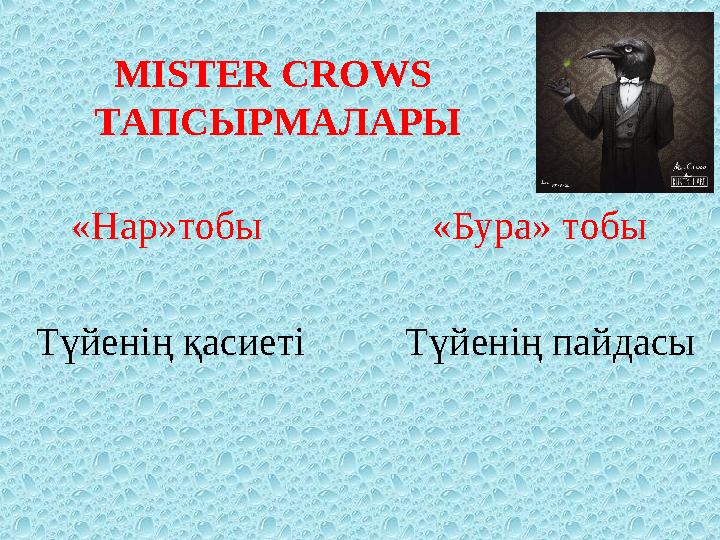 MISTER CROWS ТАПСЫРМАЛАРЫ «Нар»тобы «Бура» тобы