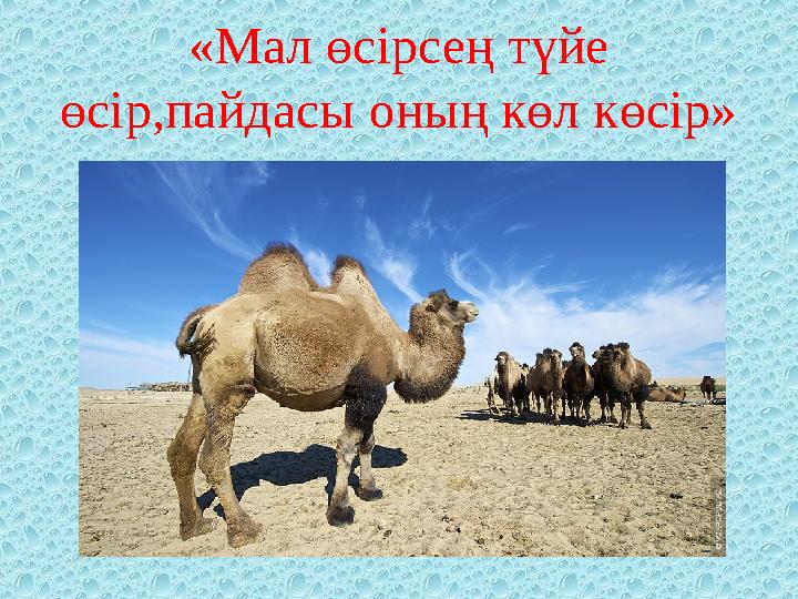 «Мал өсірсең түйе өсір,пайдасы оның көл көсір»