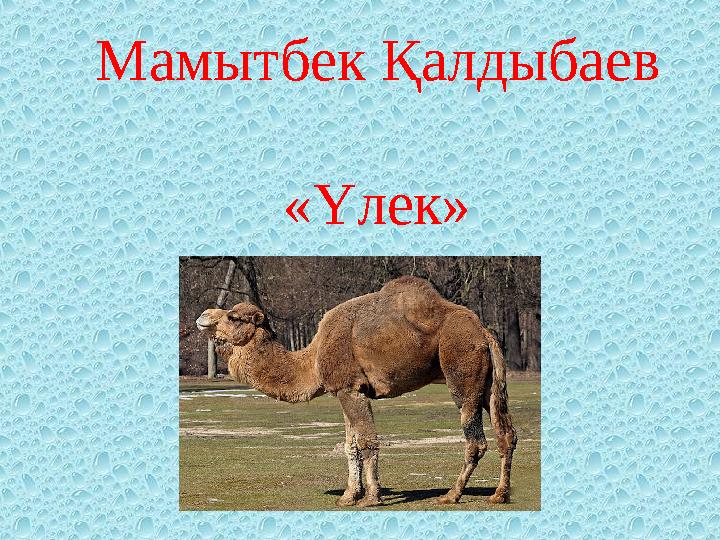 Мамытбек Қалдыбаев « Үлек »