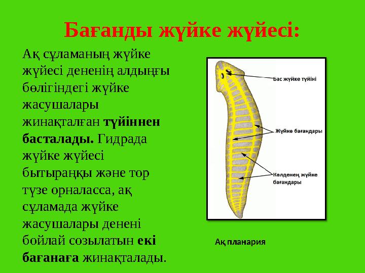 Бағанды жүйке жүйесі: Ақ планария Ақ сұламаның жүйке жүйесі дененің алдыңғы бөлігіндегі жүйке жасушалары жинақталған түйін