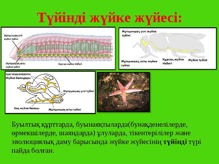 Түйінді жүйке жүйесі: Буылтық құрттарда, буынаяқтыларда(бунақденелілерде, өрмекшілерде, шаяндарда) ұлуларда, тікентерілілер жән