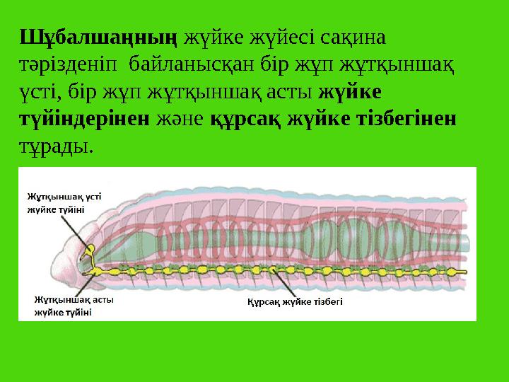 Шұбалшаңның жүйке жүйесі сақина тәрізденіп байланысқан бір жұп жұтқыншақ үсті, бір жұп жұтқыншақ асты жүйке түйіндерінен