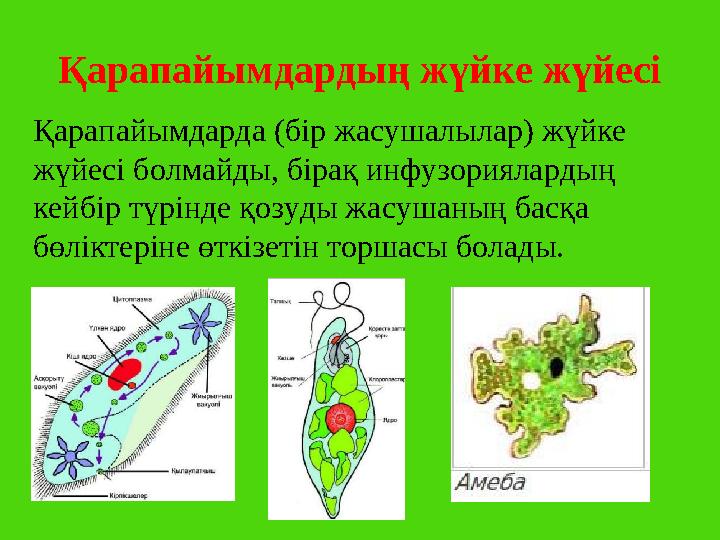 Қарапайымдардың жүйке жүйесі Қарапайымдарда (бір жасушалылар) жүйке жүйесі болмайды, бірақ инфузориялардың кейбір түрінде қозу