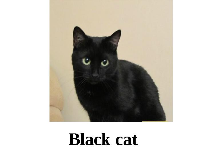 Black cat