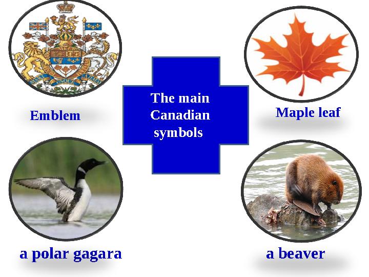 a polar gagara a beaver The main Canadian symbols Maple leaf Emblem