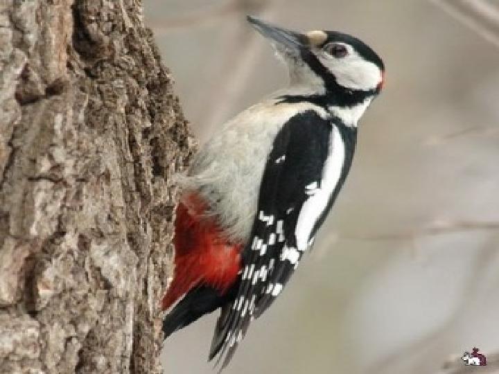 Сөздік диктант Төрт түліктің атауларын жазу