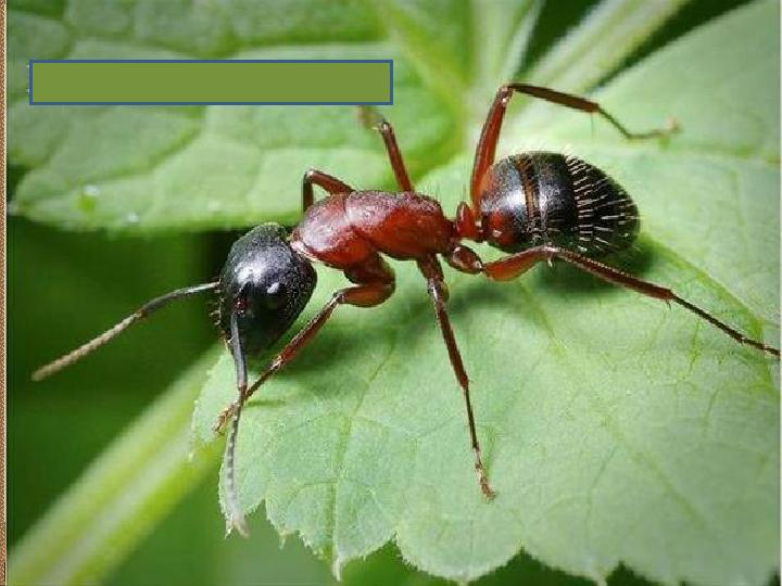 Қорытынды Ббб кесте Не білемін? Не білдім? Не білгім келеді? Не білемін? Не білдім? Не білгім келеді?