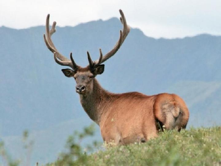Үйге тапсырма “ Адам болам десеңіз” өлеңін мәнерлеп оқу 192-жаттығу“ Адам болам десеңіз” өлеңін мәнерлеп оқу 192-жаттығу