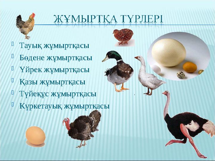  Тауық жұмыртқасы  Бөдене жұмыртқасы  Үйрек жұмыртқасы  Қазы жұмыртқасы  Түйеқұс жұмыртқасы  Күркетауық жұмыртқасы