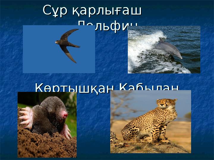 Сұр қарлығаш Сұр қарлығаш ДельфинДельфин Көртышқан ҚабыланКөртышқан Қабылан