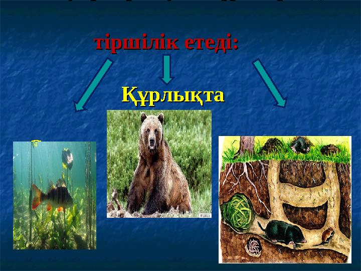 Жануарлар алуан түрлі ортада Жануарлар алуан түрлі ортада тір