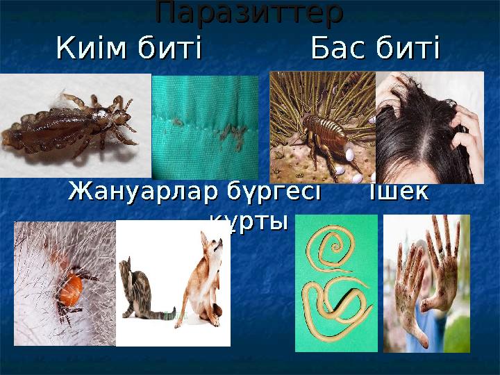 ПаразиттерПаразиттер Киім биті Бас битіКиім биті Бас биті Жануарлар бүргесі Ішек Жануарлар бүргесі