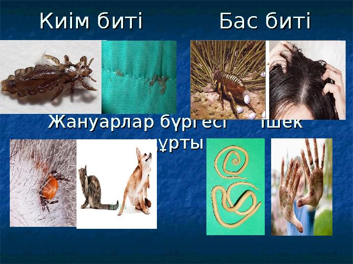 Киім биті Бас битіКиім биті Бас биті Жануарлар бүргесі Ішек Жануарлар бүргесі Ішек құртықұрты