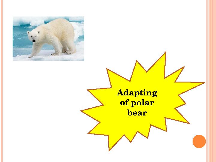 Adapting of polar bear