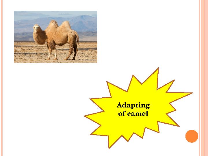 Adapting of camel