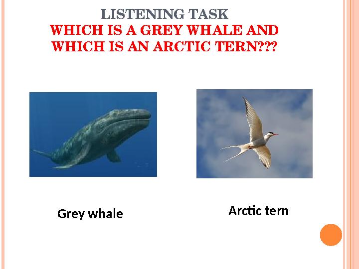 LISTENING TASK WHICH IS A GREY WHALE AND WHICH IS AN ARCTIC TERN??? Grey whale Arctic tern