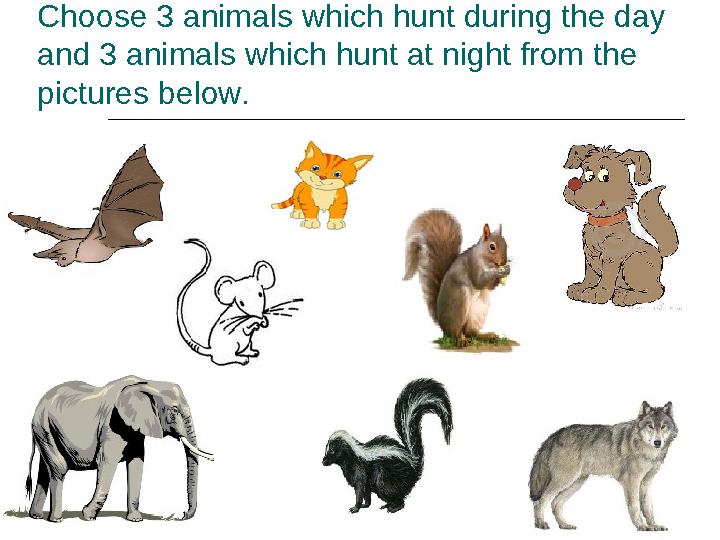 Choose 3 animals which hunt during the day and 3 animals which hunt at night from the pictures below.