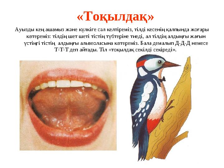 «Тоқылдақ» Ауызды кең ашамыз және күлкіге сәл келтіреміз, тілді кесенің қалпында жоғары көтереміз: тілдің шет шеті тістің түбте