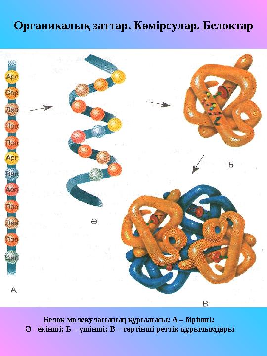Белок молекуласының құрылысы: А – бірінші; Ә - екінші; Б – үшінші; В – төртінші реттік құрылымдарыОрганикалық заттар. Көмірсула