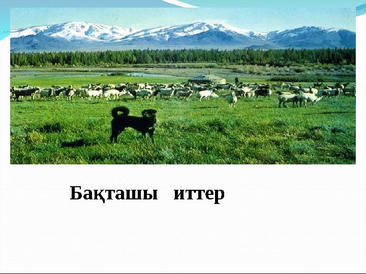 Бақташы иттер