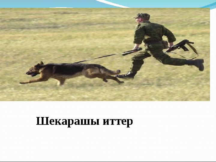 Шекарашы иттер