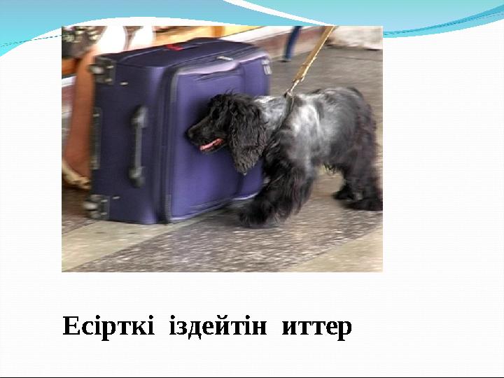 Есірткі іздейтін иттер