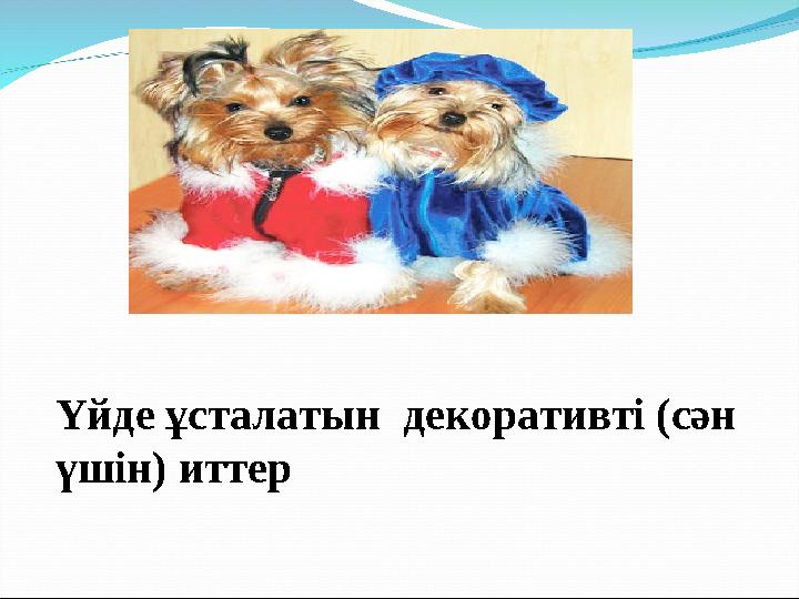 Үйде ұсталатын декоративті (сән үшін) иттер