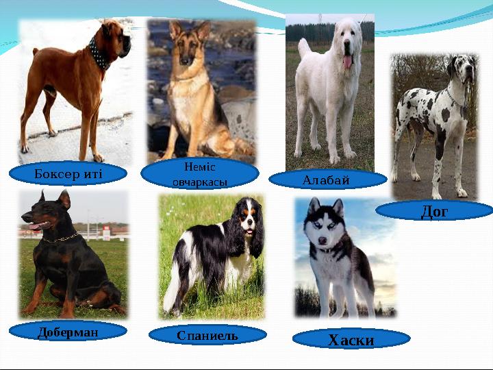 Боксер иті Неміс овчаркасы Дог ХаскиСпаниельДоберман Алабай