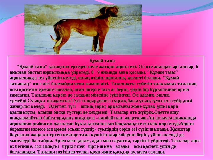 Құмай тазы "Құмай тазы" қазақтың ертеден келе жатқан аңшы