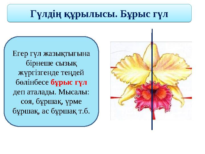 Гүлдің құрылысы. Бұрыс гүл Егер гүл жазықтығына бірнеше сызық жүргізгенде теңдей бөлінбесе бұрыс гүл деп аталады. Мысалы: