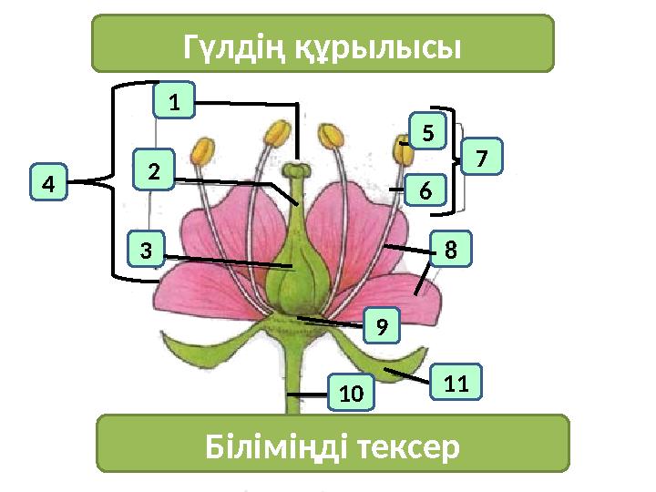 1 4 2 3 Гүлдің құрылысы 7 Біліміңді тексер 11 10 6 5 8 9