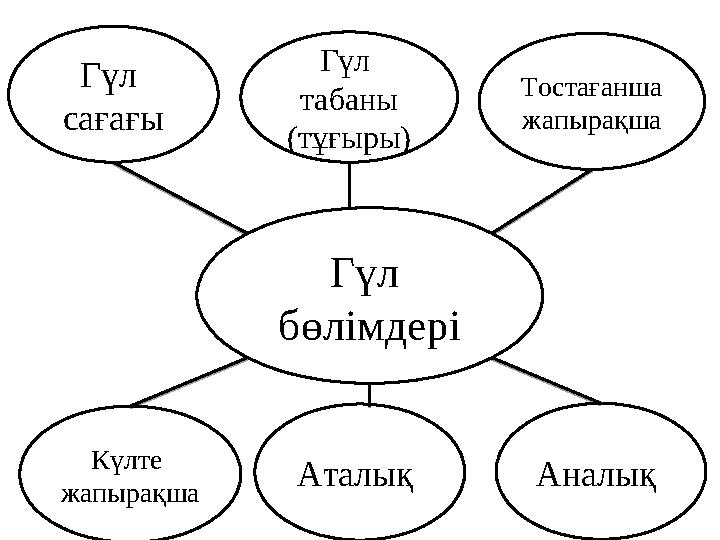 Гүл бөлімдеріГүл сағағы Гүл табаны (тұғыры) Аталық Күлте жапырақша Тостағанша жапырақша Аналық