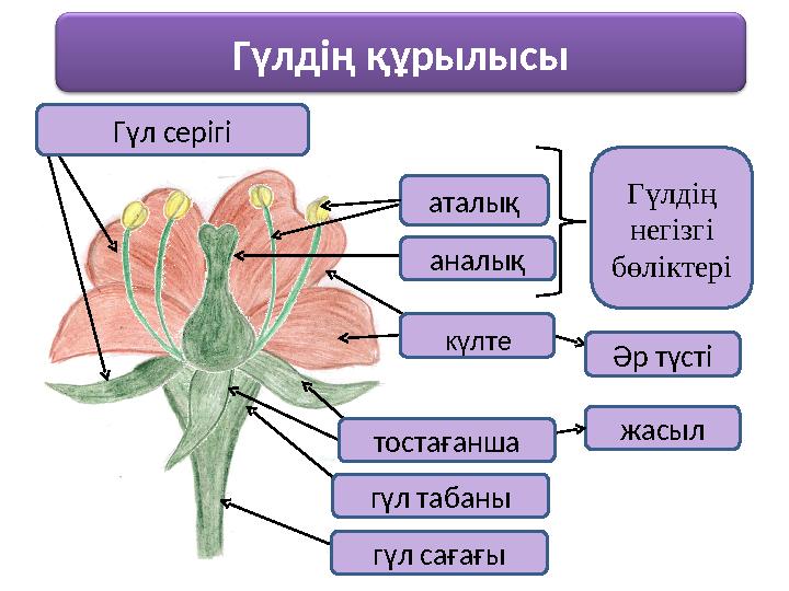 Әр түстіГүлдің құрылысы аталық аналық Гүлдің негізгі бөліктері жасыл тостағанша гүл табаны гүл сағағыГүл серігі күлте