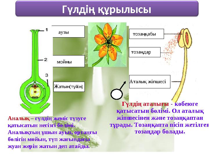 Гүлдің құрылысы Гүлдің аталығы - көбеюге қатысатын бөлімі. Ол аталық жіпшесінен және тозаңқаптан тұрады. Тозаңқапта пісіп ж