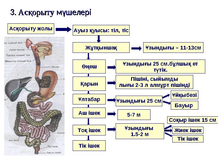 3. 3. АсқорытуАсқорыту мүшелері мүшелері Асқорыту жолы Ауыз қуысы: тіл, тіс Жұтқыншақ Ұзындығы – 11-13см Өңеш Ұзындығы 25 см.б